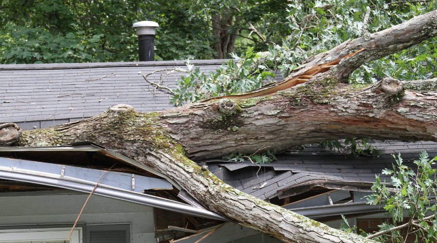 Charlotte roof with tree damage